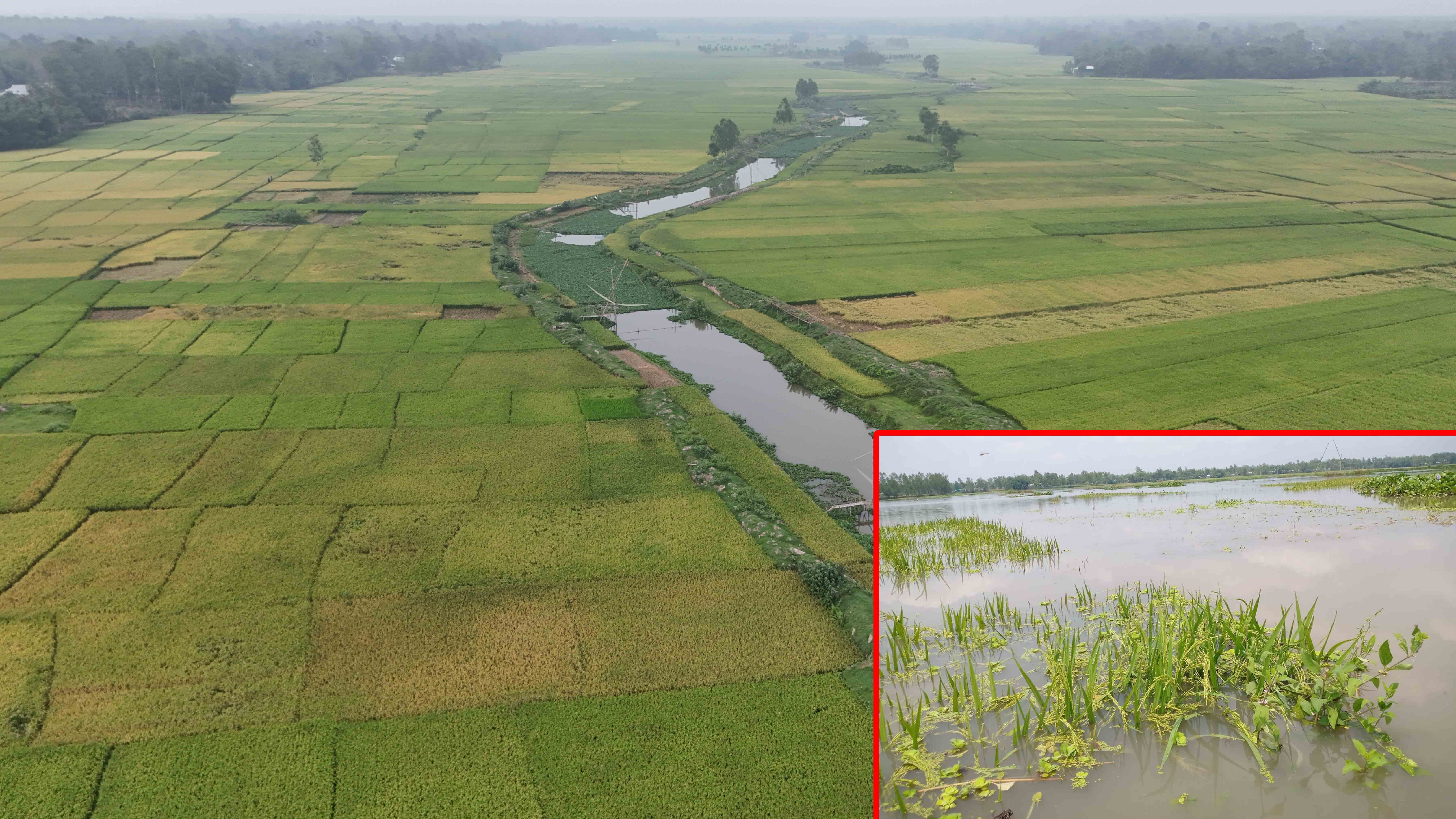 আগাম বৃষ্টিতে হাওদাবিলের ৫শ বিঘা জমির পাকা ধান পানির নিচে